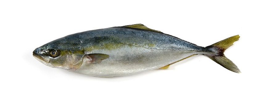 鰺魚